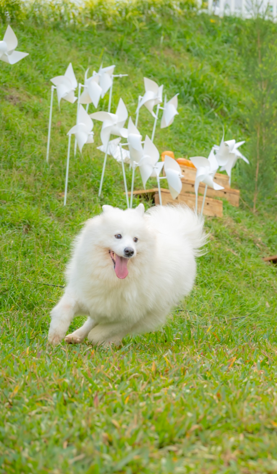 草地互動與奔跑動態