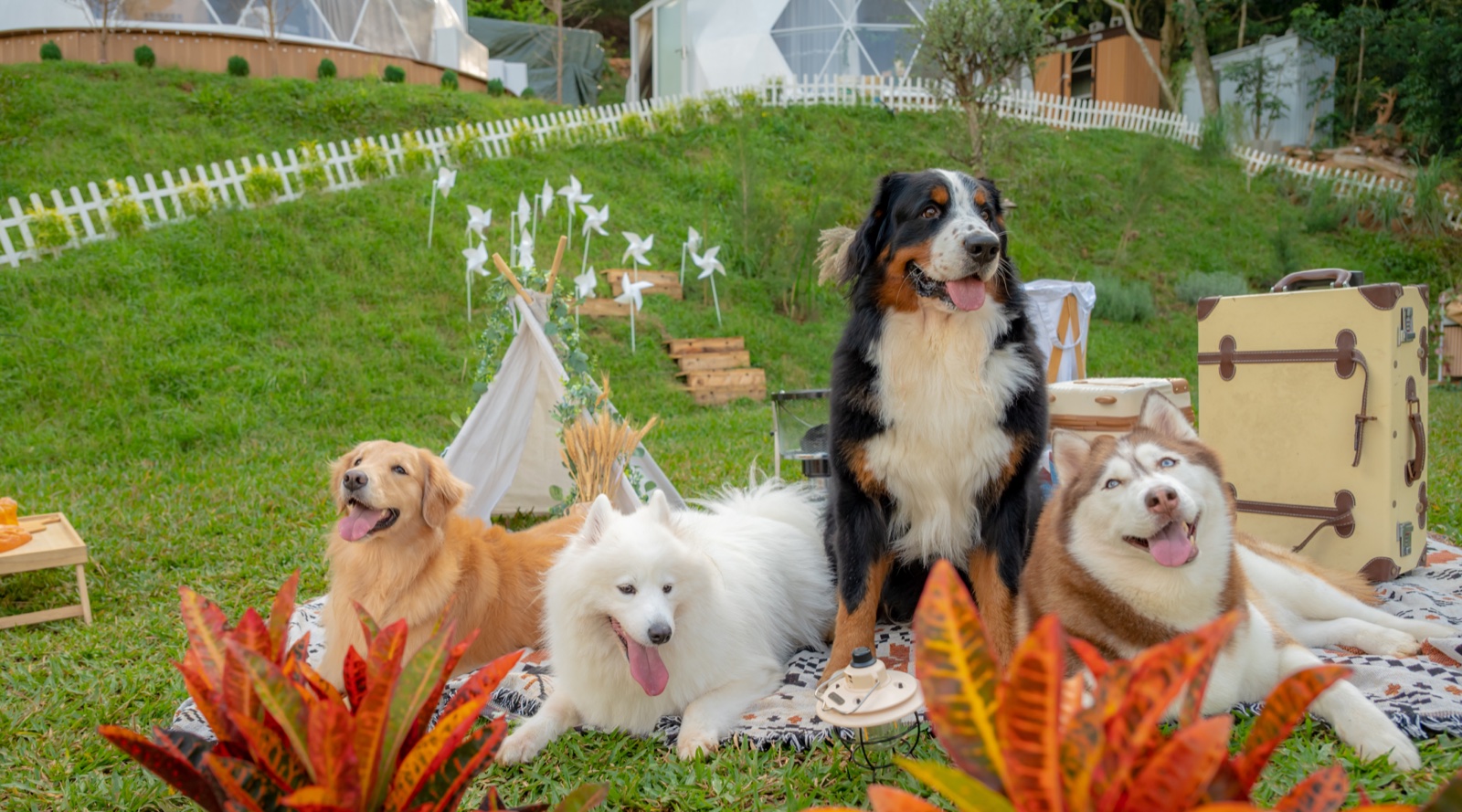 寵物友善聚會草地互動