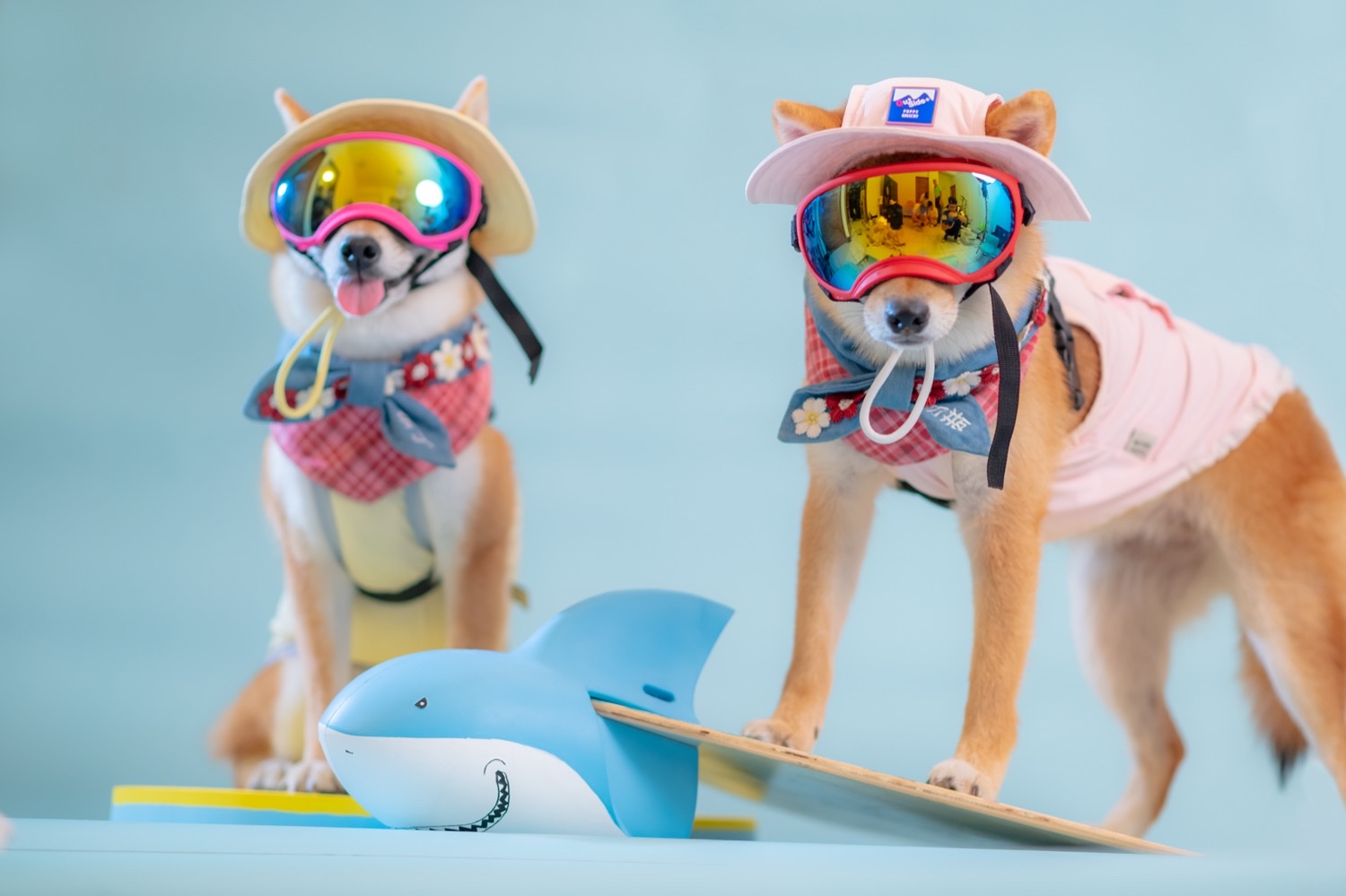 棚內寵物棚拍示意